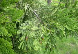 Image result for Calocedrus decurrens