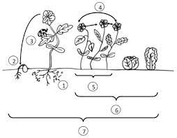 In china, agricultural production and pest management systems capitalize on low labor costs, and generally follow the goal of an ecological approach to conservation biological control is to modify the intensity and frequency of disturbance to the point where natural enemies can function effectively. Sustainability Free Full Text A Sustainable Agricultural Future Relies On The Transition To Organic Agroecological Pest Management Html