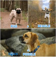 Puggle Owners Guide The Action Packed Pug Beagle Cross