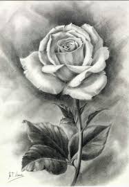 Rosa Dibujo Lapiz M Teresa Gomez Pencil Drawings Of Flowers Beautiful Flower Drawings Flower Drawing