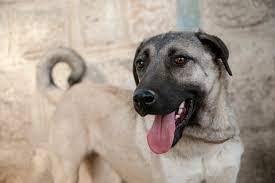 Kangal holders are able to create and vote on governance proposals, and will be able to stake kangal liquidity tokens. Kangal Steckbrief Charakter Haltung Geschichte