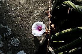 Image result for Ipomoea shirambensis