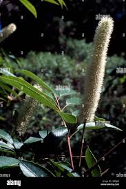 Image result for Cunonia capensis