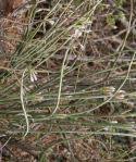 Image result for Kleinia longiflora