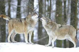 Canil De Husky Siberiano Em Ribeirao Preto Pin De Evanice Ribeiro En Wolfs Animales Lobos She Wolf