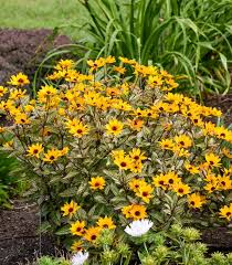 Image result for Heliopsis