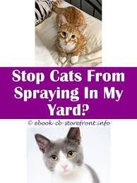 16 Hair Raising Stop Cat Spraying In Garden De 8