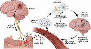 Frontiers | Targeting the microbiota-gut-brain axis in post-stroke insomnia: a phase-dependent therapeutic framework