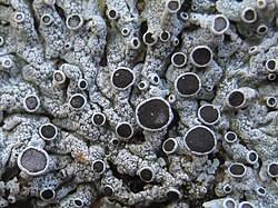 Image result for Physotrichia