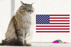 Firstly, analyse your situation and think if you will be able to provide your new partner a good quality of life for the rest of their life. Siberian Cat Breeders In The Usa Siberian Cat World