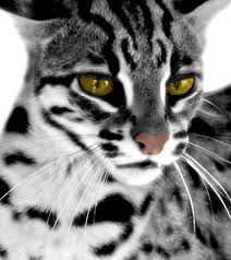 catbg lifestyle za domashni lyubimci i diva priroda koshki i kotyata bengalskaya koshka egipetskaya mau