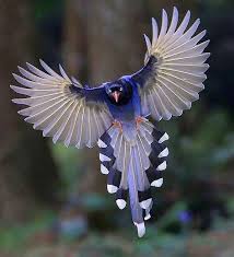 B I R D S O N E A R T H On Instagram Blue Magpie By C Su Min Du Birdsonearth Hayvanlar Hayvanlar Alemi Hayvan Fotografciligi