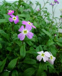 Image result for Malcolmia maritima
