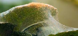 Combine one teaspoon of rosemary oil with one quart of water and mix it up. How To Get Rid Of Spider Mites On Indoor Plants Fantastic Services Aus