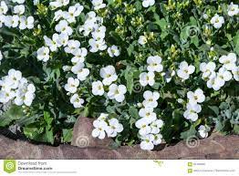 Un bellissimo albero a foglie caduche, con fiori a forma di imbuto, con il centro giallo. Fiori Bianchi Con Il Centro Giallo E Foglie Verdi Nell Aiola Nella Parte Anteriore E Visto Un Marrone Di Pietra Scolpito Immagine Stock Immagine Di Foglio Fresco 94199985