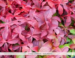 Der teppichhartriegel cornus canadensis auch kanadischer hartriegel genannt ist ein wunderschöner bodendecker der viele positive eigenschaften in sich er ist wintergrün und winterhart sehr blühfreudig und dicht wachsend. Teppich Hartriegel Cornus Canadensis Gunstig Online Kaufen