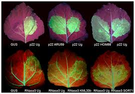 Image result for Lepistemon owariensis
