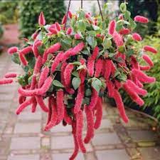 Buntut kucing, ekor kucing, ekor kera. Jual Tanaman Dwarf Acalypha Ekor Kucing Gantung Kota Batu Ruby Florist Tokopedia