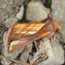 Image result for Plusia putnami