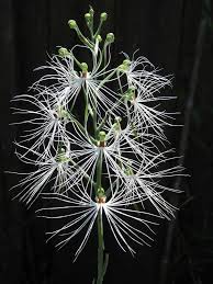 Image result for Habenaria