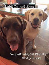 Pin On Animales
