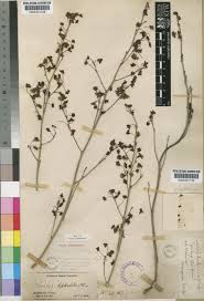 Image result for Ochna leptoclada