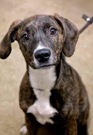 Fiona Plott Hound Mix Young Female Medium Animal Protection League Anderson In Plott Hound Plott Hound Mix Mountain Cur Dog