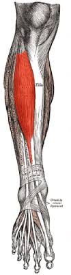 Patellar tendon rupture is a tear of the tendon that connects the knee cap (patella) to the tibia. Muscle Tibial Anterieur Wikipedia