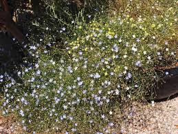 Image result for Wahlenbergia capitata