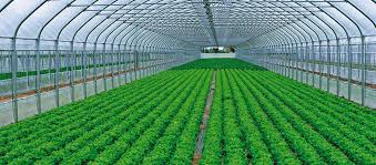 Hasil gambar untuk Greenhouse production