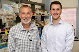 Fever drives enhanced activity and mitochondrial damage in a subset of T  cells, study finds