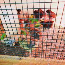 9,130 पसंद · 159 इस बारे में बात कर रहे हैं · 1,615 यहाँ थे. Rooster Home And Hardware Lake Highlands Dallas Tx