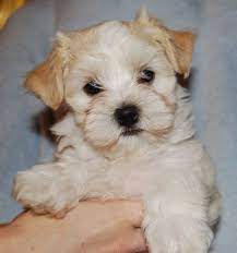 First registered by the akc: Harlequin Havanese