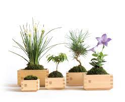 Dec 07, 2020 · growing japanese iris plants are rarely bothered by disease or the borer which often attacks the traditional bearded iris. Masumoss The New Japanese Plant Art Trend Green With Purpose