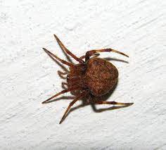 The next day, he went to collect the loot (2. Pin On Spiders Scorpions