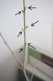 わが家のウンベラータとオリーブと 誘惑ｎｏ 秋 しましま日記