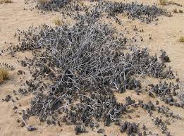 Image result for Tricliceras lobatum