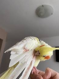 How To Care For Your Cockatiel | Pet.Co.Nz
