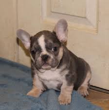 French bulldog puppies for sale in texas usa. Polly S French Bulldogs Massachusetts Home Facebook