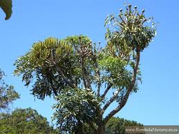 Image result for Cussonia sessilis