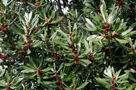 Image result for Myrica salicifolia