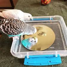 Bird Bath For Budgie Cage 10 Tips For Getting Budgies To Take A Bath Homekeethome Budgies Bird Pet Bird Cage Budgies