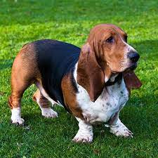 Find basset hound puppies and dogs for adoption today! Basset Hound Pdsa