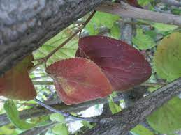 Viburnum Lantana Wayfaring Tree Cold Heartiness Zone 4 12 20 High And Wide Plant Leaves Fall Plants Lantana