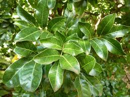 Image result for Bersama lucens