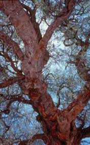 Image result for Ozoroa okavangensis