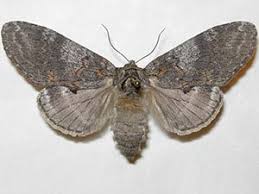 Image result for Pellaea angulosa