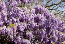 Image result for Bolusanthus