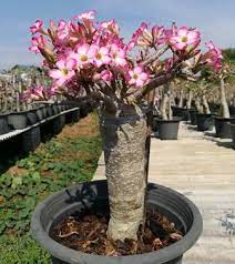 We did not find results for: 7 Jenis Adenium Hibrida Dengan Tampilan Kembang Yang Merona