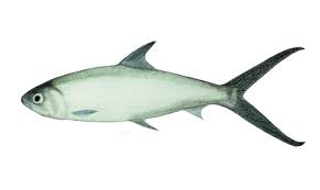 Milkfish Bangus Fishing The Philippines Fish Philippines Deep Blue Sea